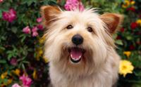 เครนเทอร์เรีย - Cairn Terrier