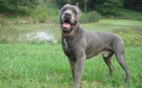 ह  - Cane Corso