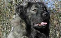 ¹ ા - Caucasian Shepherd