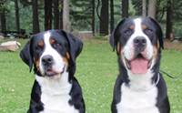 ÷  ҹ෹͡ - Greater Swiss Mountain Dogs