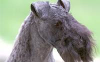    - Kerry Blue Terriers