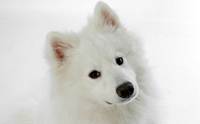 ´ - Samoyed