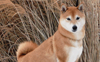 Ժ Թ - Shiba Inu