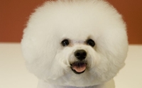 Ԫͧ  - Bichon Frisé