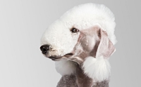 Bedlington Terrier - เบดลิงตัน เทอร์เรียร์