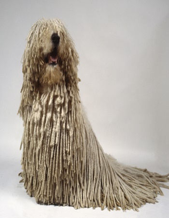 ͹  - Komondor