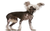 䪹   - Chinese Crested