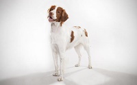 Եҹ - Brittany Spaniel