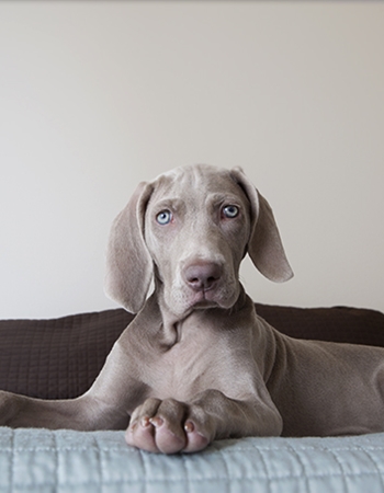  - Weimaraner