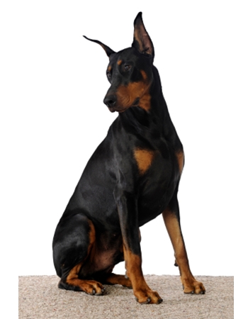  - Doberman Pinscher