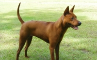 ѧҹ - Thai Ridgeback