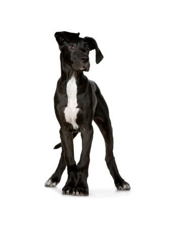 เกรทเดน (Great Dane) | Dogilike.Com