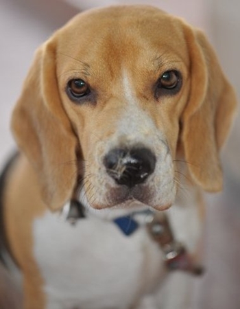 บีเกิล - Beagle