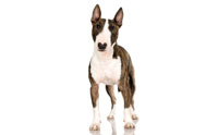  - Bull Terrier