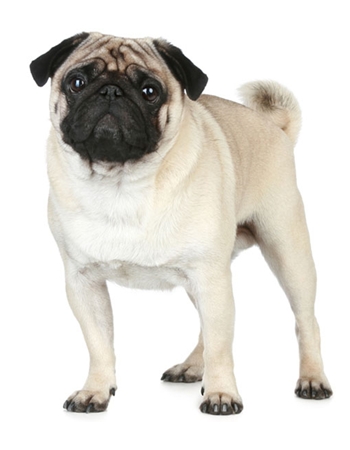 ปั๊ก (Pug) | Dogilike.Com