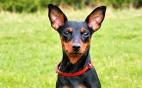 Թ - Miniature Pinscher