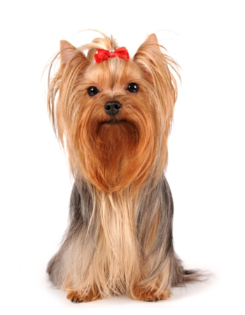 ยอร์คเชียร์เทอร์เรีย (Yorkshire Terrier) | Dogilike.Com