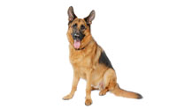 ѹિ - German Shepherd