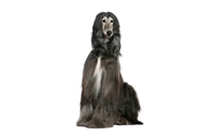 ѿѹ ǹ - Afghan Hound