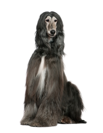 ѿѹ ǹ - Afghan Hound