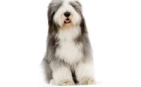 ŴԧԪջ͡ - Old English Sheepdog