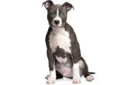 ԡѹ Է - American Pit Bull Terrier