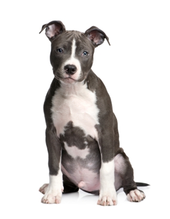 อเมริกัน พิทบูลเทอร์เรีย (American Pit Bull Terrier) | Dogilike.Com