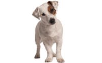 แจ็ครัสเซลล์เทอร์เรีย - Jack Russell Terrier