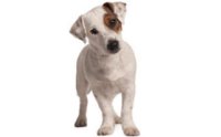  - Jack Russell Terrier