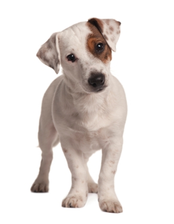 แจ็ครัสเซลล์เทอร์เรีย (Jack Russell Terrier) | Dogilike.Com