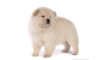   - Chow Chow