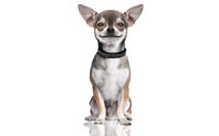 ชิวาวา (Chihuahua) | Dogilike.Com