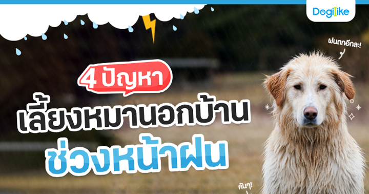 รวมบทความเคล็ดลับ เลี้ยงหมา เทคนิค ดูแลหมา สุขภาพสุนัข วิธีเลือก อาหารหมา  มากที่สุดในไทย | Dogilike.Com