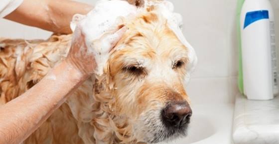 ไขข้อข้องใจ! อาบน้ำอย่างไร (สุนัข) ก็ยังตัวเหม็น | Dogilike.Com