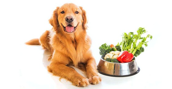 รวมภาพน้องหมา ... ชวนมากินผักผลไม้กันเถอะ | Dogilike.com