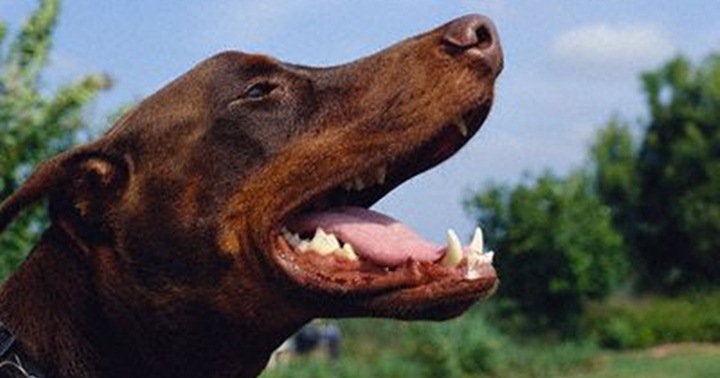 4 ความผิดปกติเกี่ยวกับช่องปาก ที่ต้องพาน้องหมาไปหาหมอ (ฟัน) ทันที |  Dogilike.com