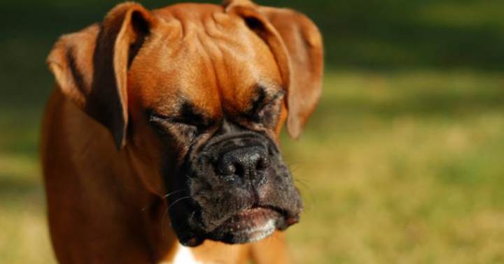 เจ้าของต้องรู้! วิธีรับมือเมื่อน้องหมามีอาการ Reverse Sneezing |  Dogilike.com