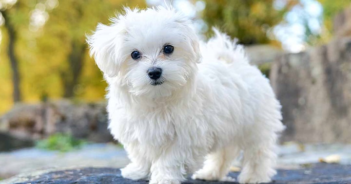 5 สายพันธุ์น้องหมาขนสีขาวสุดฮิต ที่ใคร ๆ เห็นก็อดใจไม่ไหว ( พันธุ์ซามอยด์  ,พันธุ์ปอมเมอเรเนียน ,พันธุ์มอลทีส ,พันธุ์บิชอง ฟริเซ่ ) | Dogilike.Com