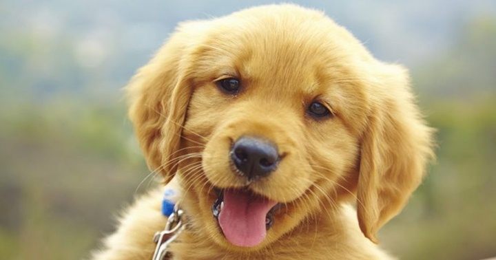 หยุด! ซื้อสุนัขมาเลี้ยงก่อนวัยอันควร ถ้าไม่อยากให้สุนัขเป็นแบบนี้ |  Dogilike.com