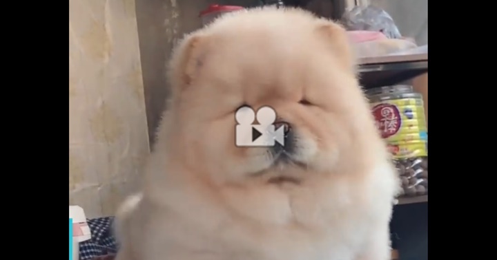 คลัง คลิปหมา น่ารักๆ คลิป วิดีโอ สุนัข ตลก สุดฮา ที่มากที่สุด | Dogilike.Com