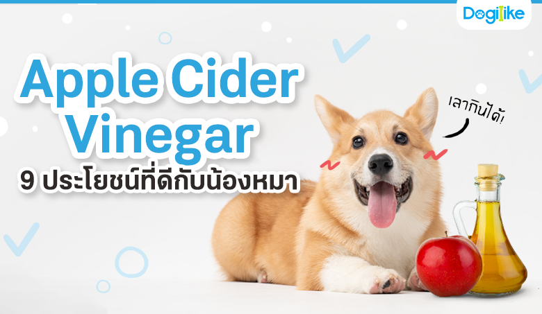 Apple Cider Vinegar 9 ประโยชน์ที่ดีกับน้องหมา!
