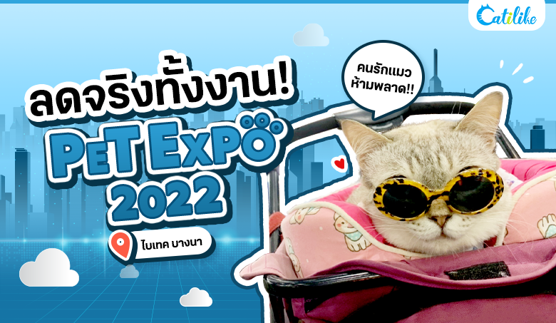 Catilike ¾ÒµÐÅØÂ PET EXPO THAILAND 2022 !! Å´¨ÃÔ§·Ñé§§Ò¹
