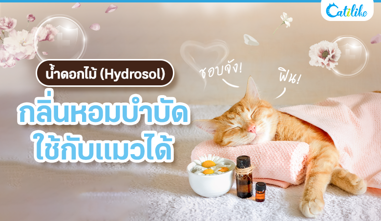 น้ำดอกไม้ (Hydrosol) กลิ่นหอมบำบัดใช้กับแมวได้!