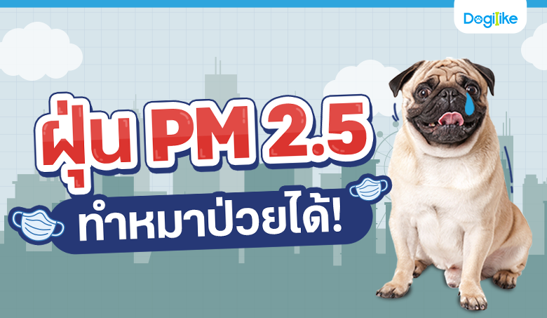 ฝุ่น PM 2.5 ทำหมาป่วยได้นะ!