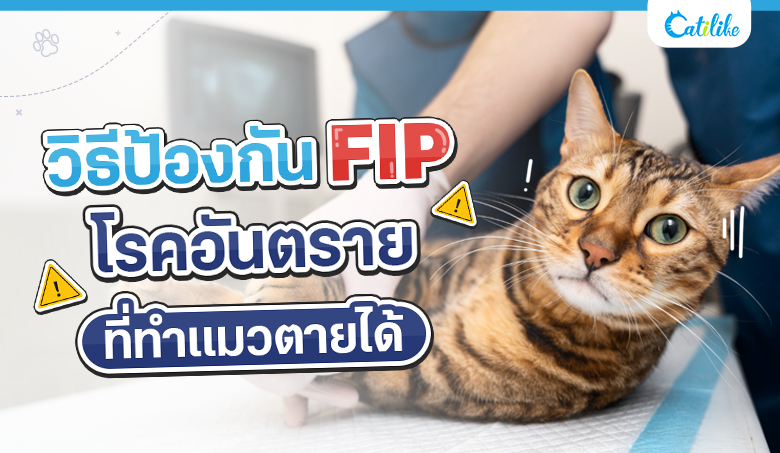 วิธีป้องกัน FIP โรคอันตรายที่ทำแมวตายได้