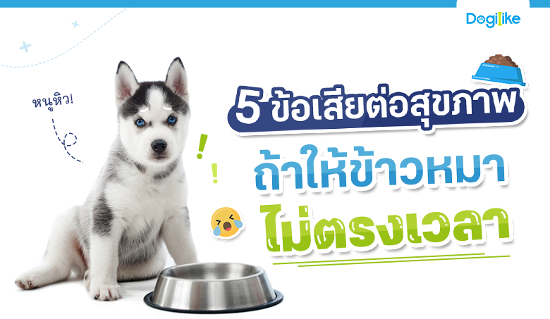 5 ข้อเสียต่อสุขภาพ ถ้าให้ข้าวหมาไม่ตรงเวลา